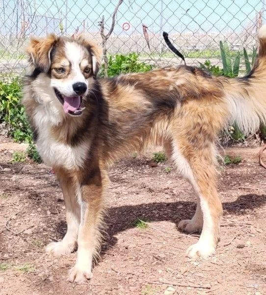 Bombon, male 4yo Mixed Breed for adoption at Step by Paw e.V.
