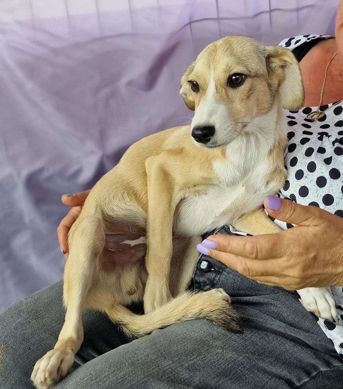 Patty, male young Mixed Breed for adoption at Step by Paw e.V.