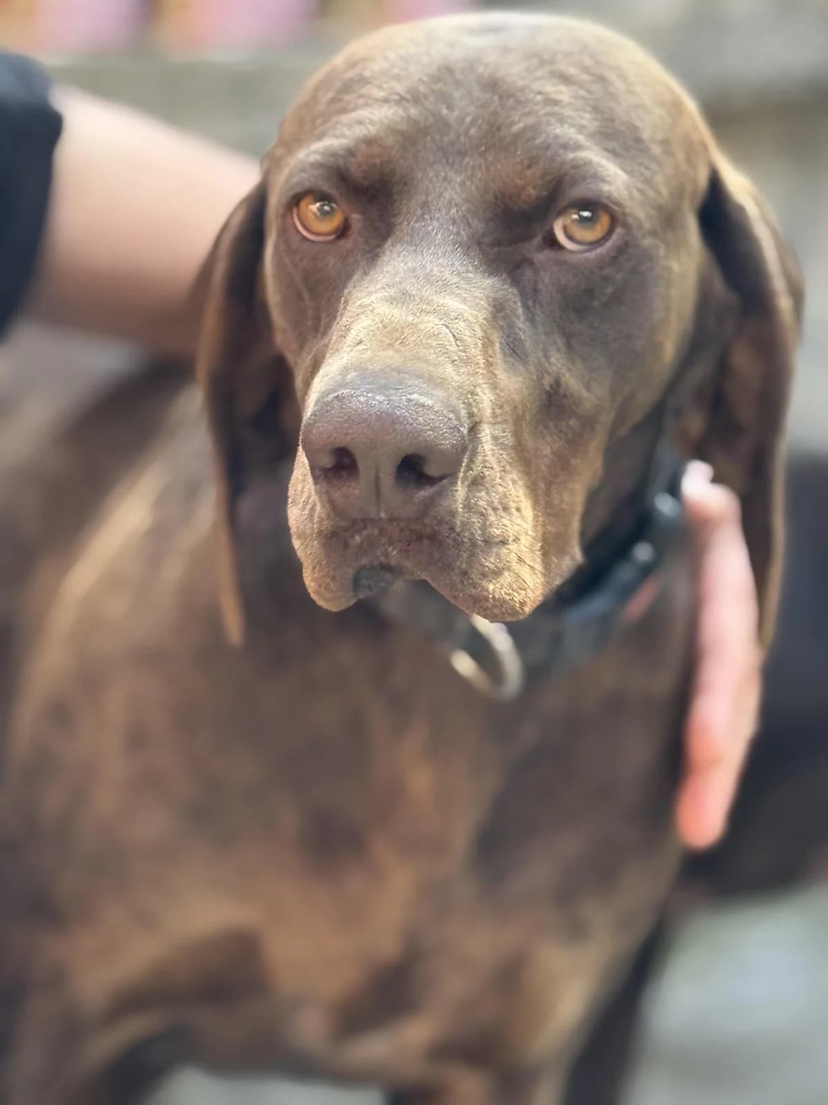 Bruno, male 4yo German Shorthaired Pointer for adoption at Step by Paw e.V.