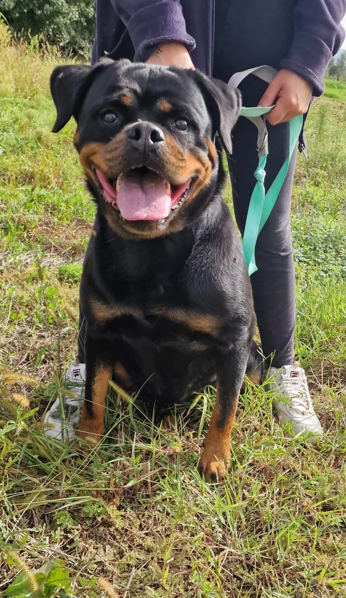 OLLY 💚💚💚 menschenbezogen, female 7yo Rottweiler for adoption at Step by Paw e.V.
