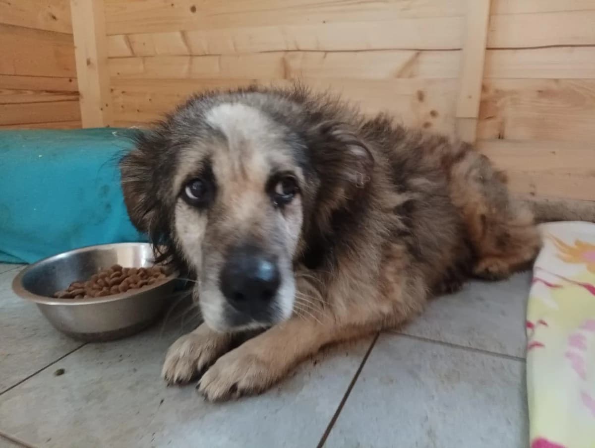 PEPE💜💜💜PATEN GESUCHT, male senior Mixed Breed for adoption at Step by Paw e.V.
