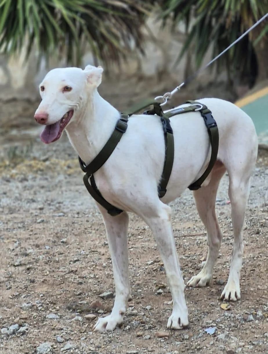 Fifo war ohne Hoffnung auf eine Zukunft, male 5yo Podenco for adoption at Step by Paw e.V.