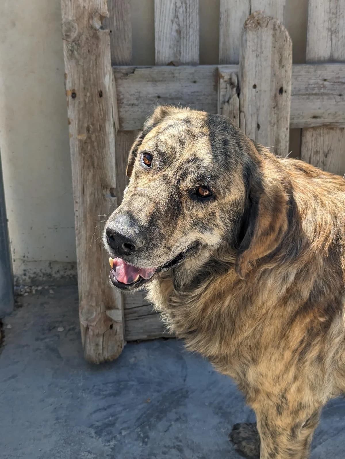 Felipe was musste er erdulden Mr, male 5yo Mixed Breed for adoption at Step by Paw e.V.