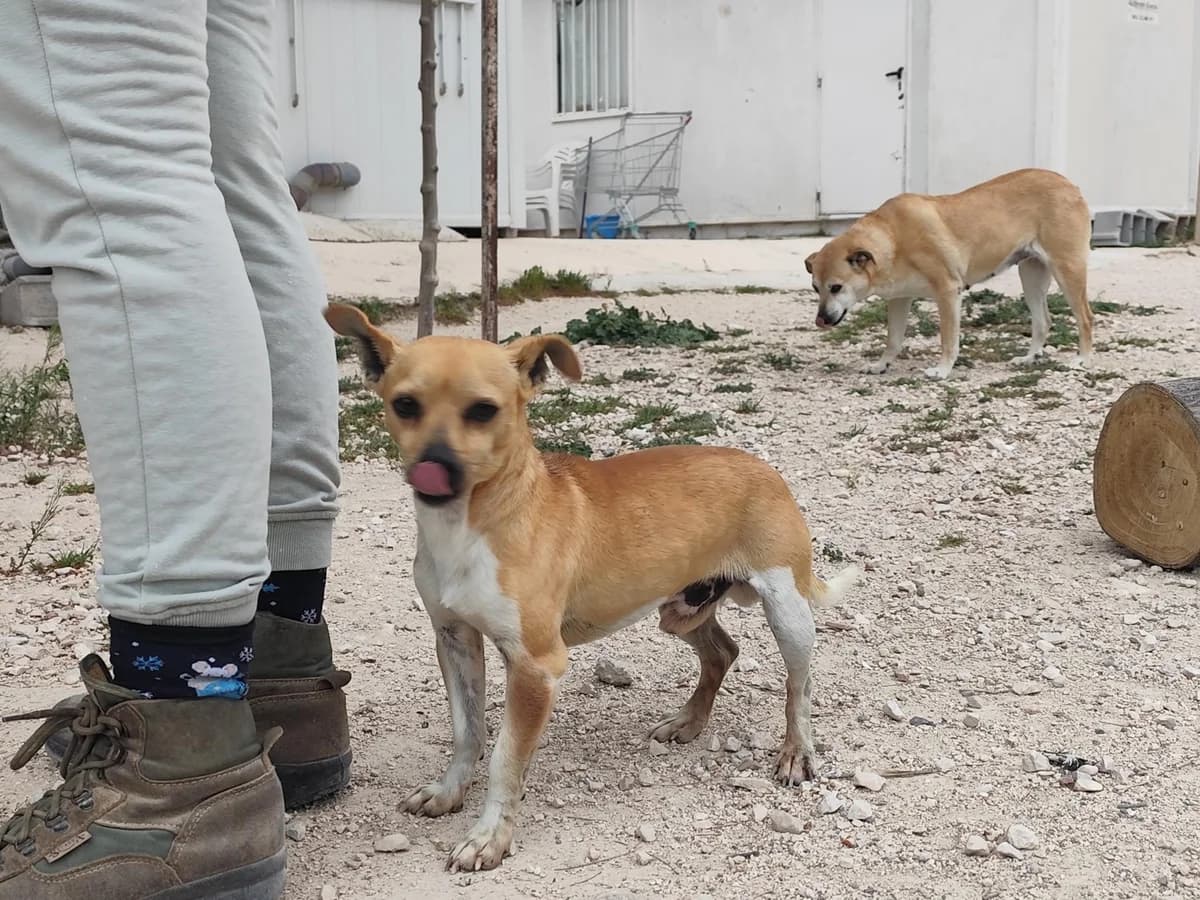 Julio, male 4yo Mixed Breed for adoption at Step by Paw e.V.
