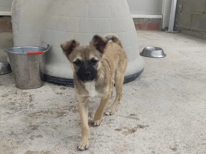Daemon, male puppy Mixed Breed for adoption at Step by Paw e.V.