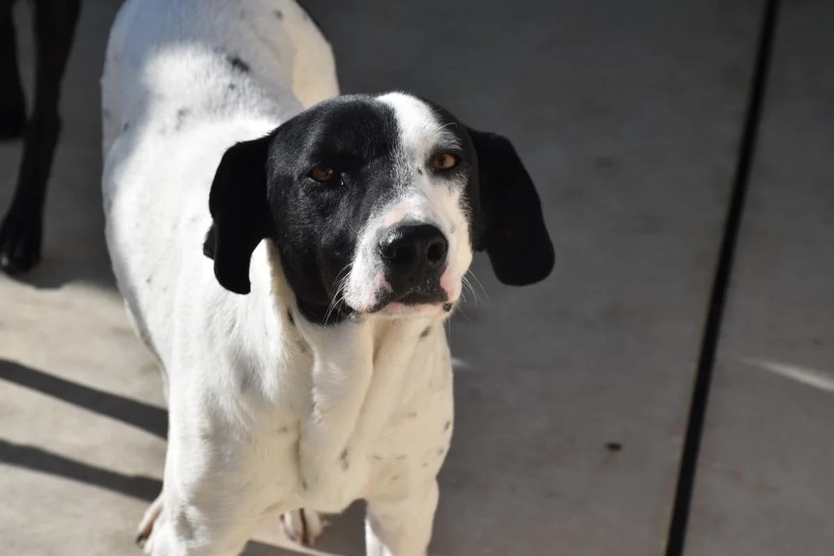 Domino und Geschwister gefunden Mr, male 5yo Mixed Breed for adoption at Step by Paw e.V.