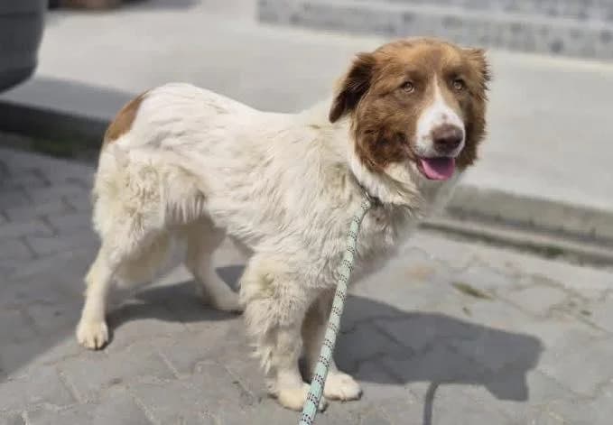 Traumhündin MELODY 🐾🐾 (E), female young Mixed Breed for adoption at Step by Paw e.V.