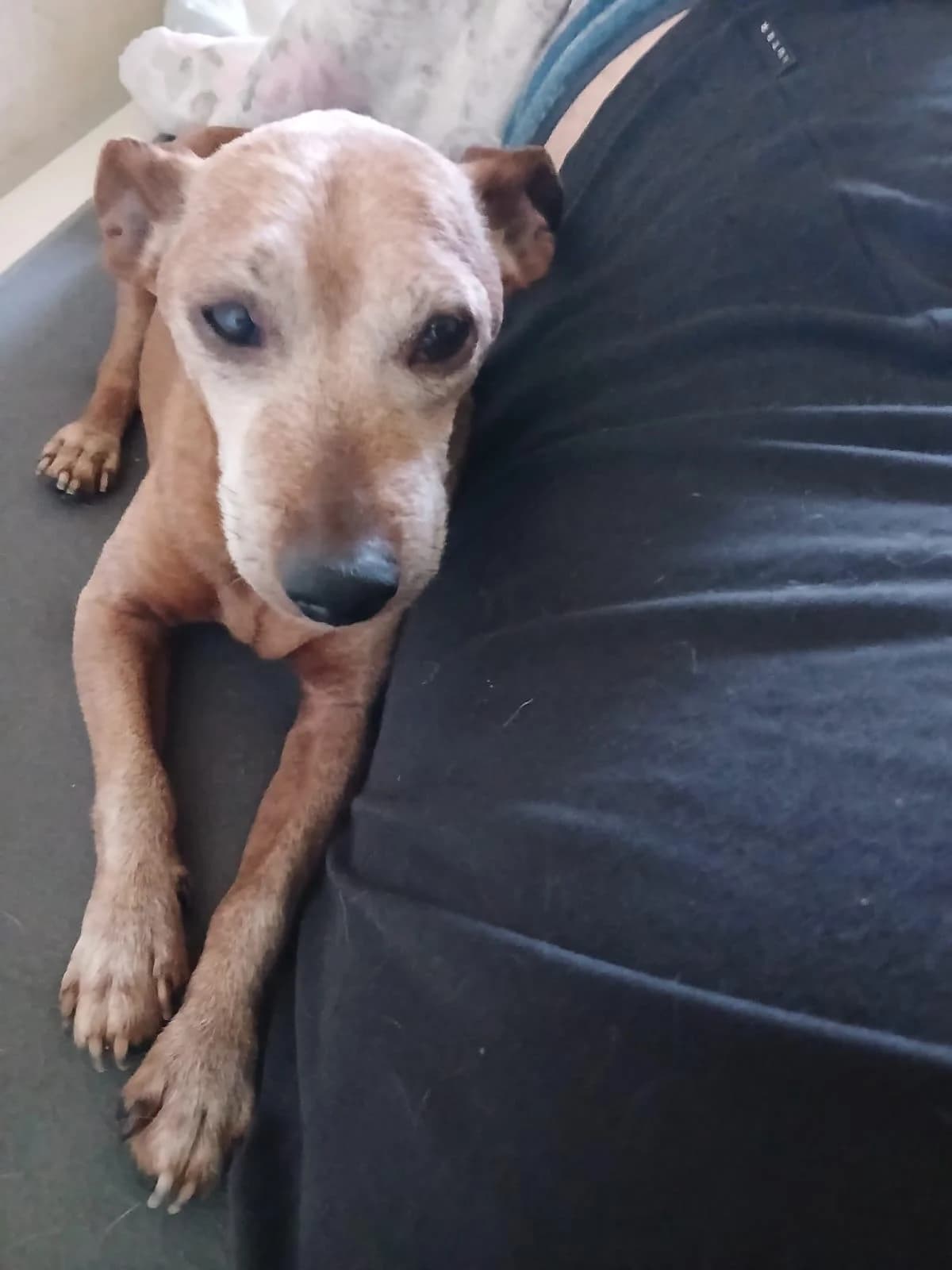 Brown 💛💛💛 Altersruhesitz gesucht, male senior Mixed Breed for adoption at Step by Paw e.V.