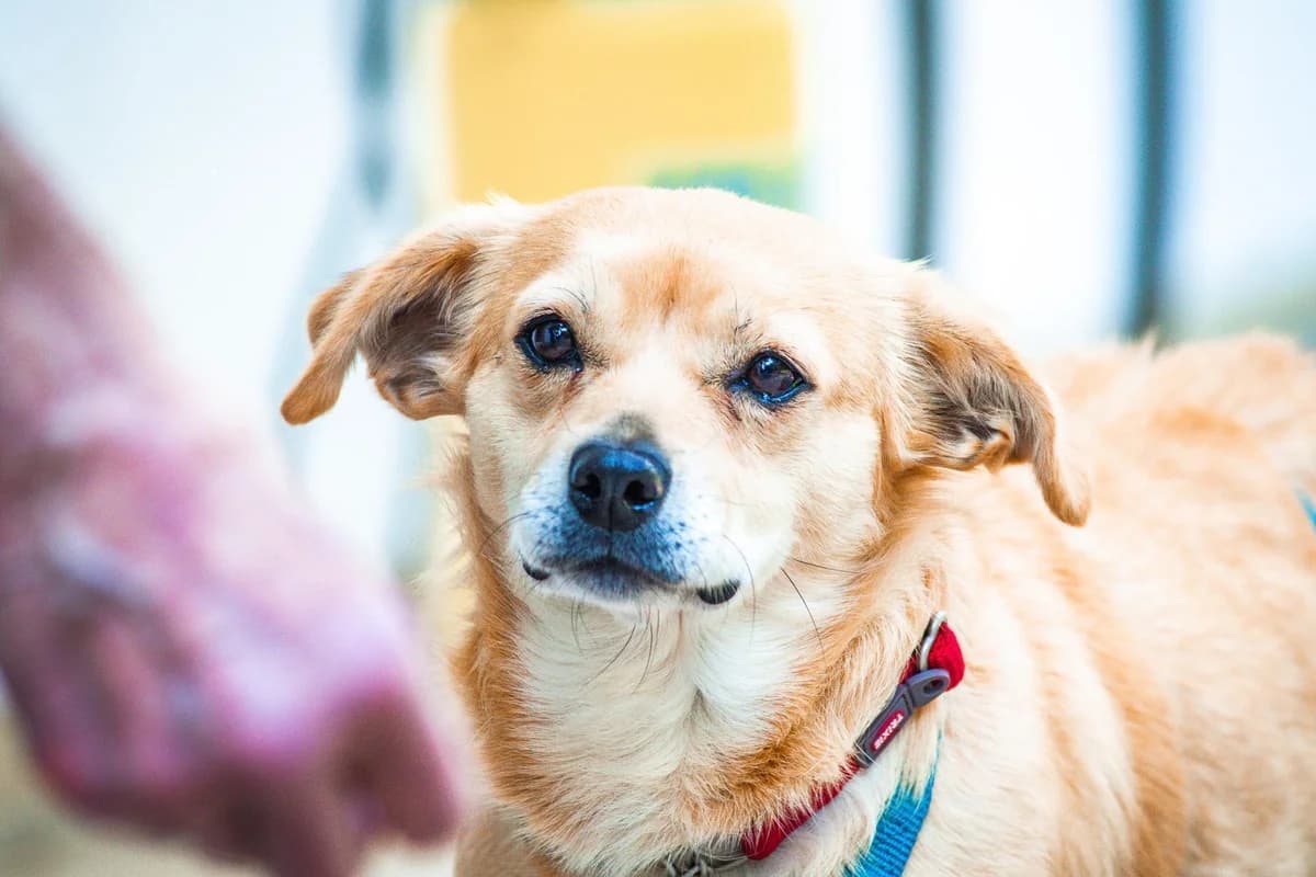 Silling, female senior mixed breed for adoption at Step by Paw e.V.