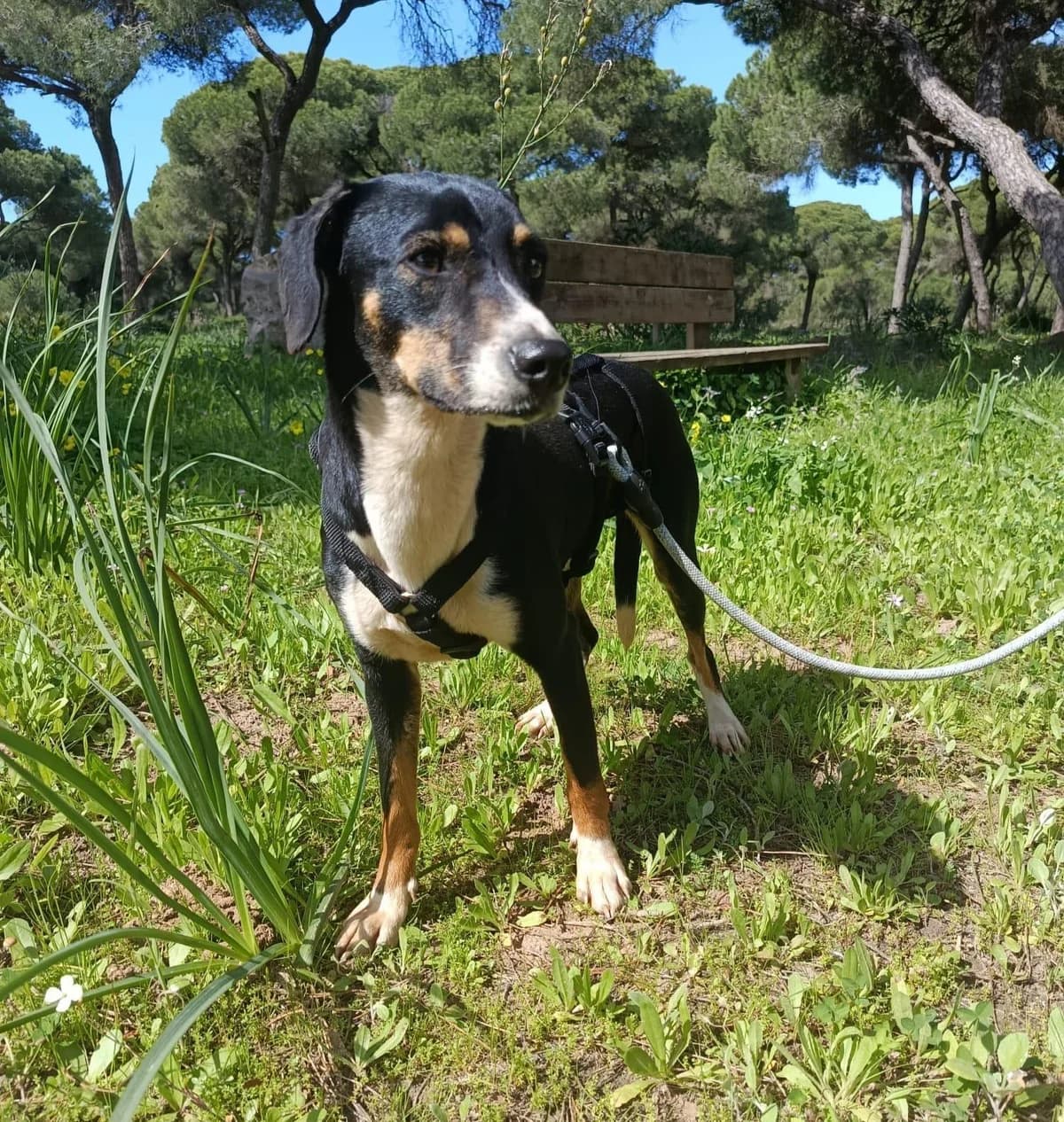 hübsches, female 3yo mixed breed for adoption at Step by Paw e.V.
