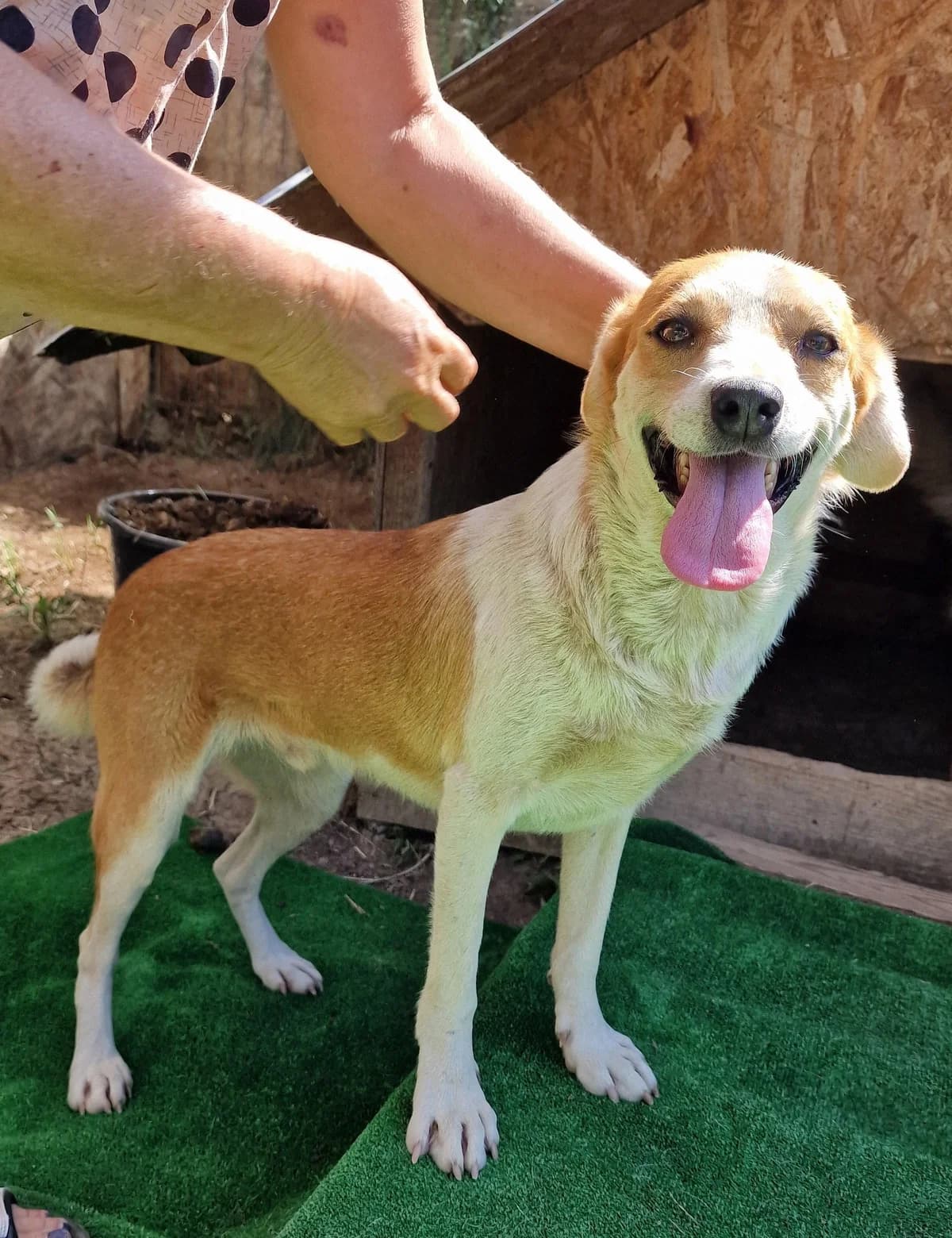 Luis, male 5yo Mixed Breed for adoption at Step by Paw e.V.