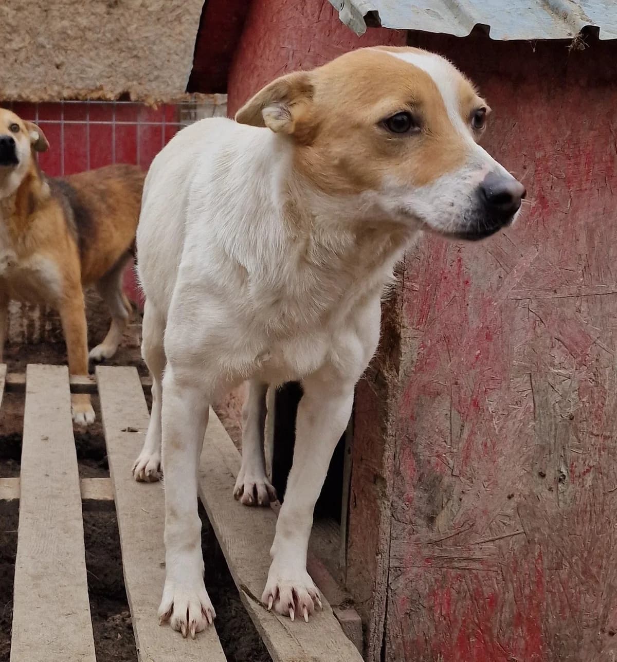 Lulu, female 4yo Mixed Breed for adoption at Step by Paw e.V.