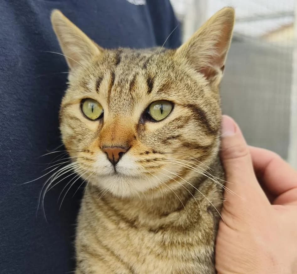 Costa, male young Mixed Breed Cat for adoption at Step by Paw e.V.