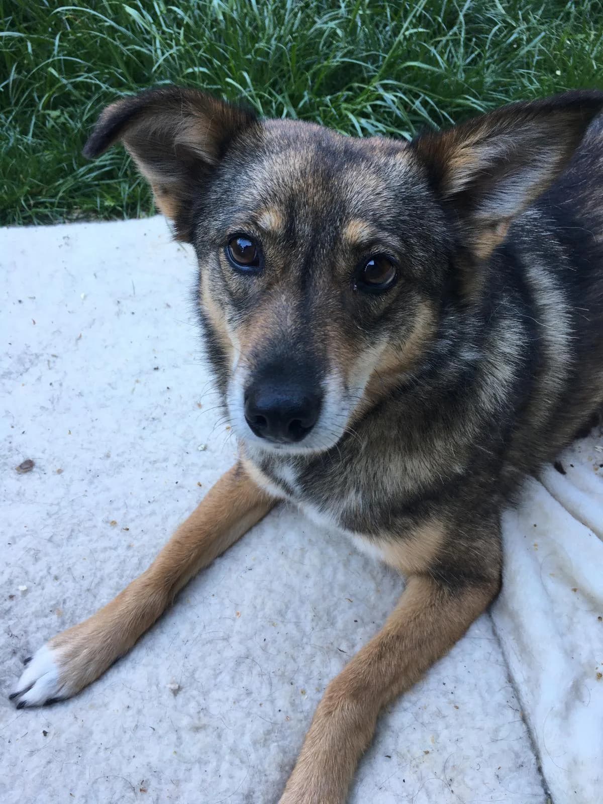 Lilly, female 4yo Mixed Breed for adoption at Step by Paw e.V.
