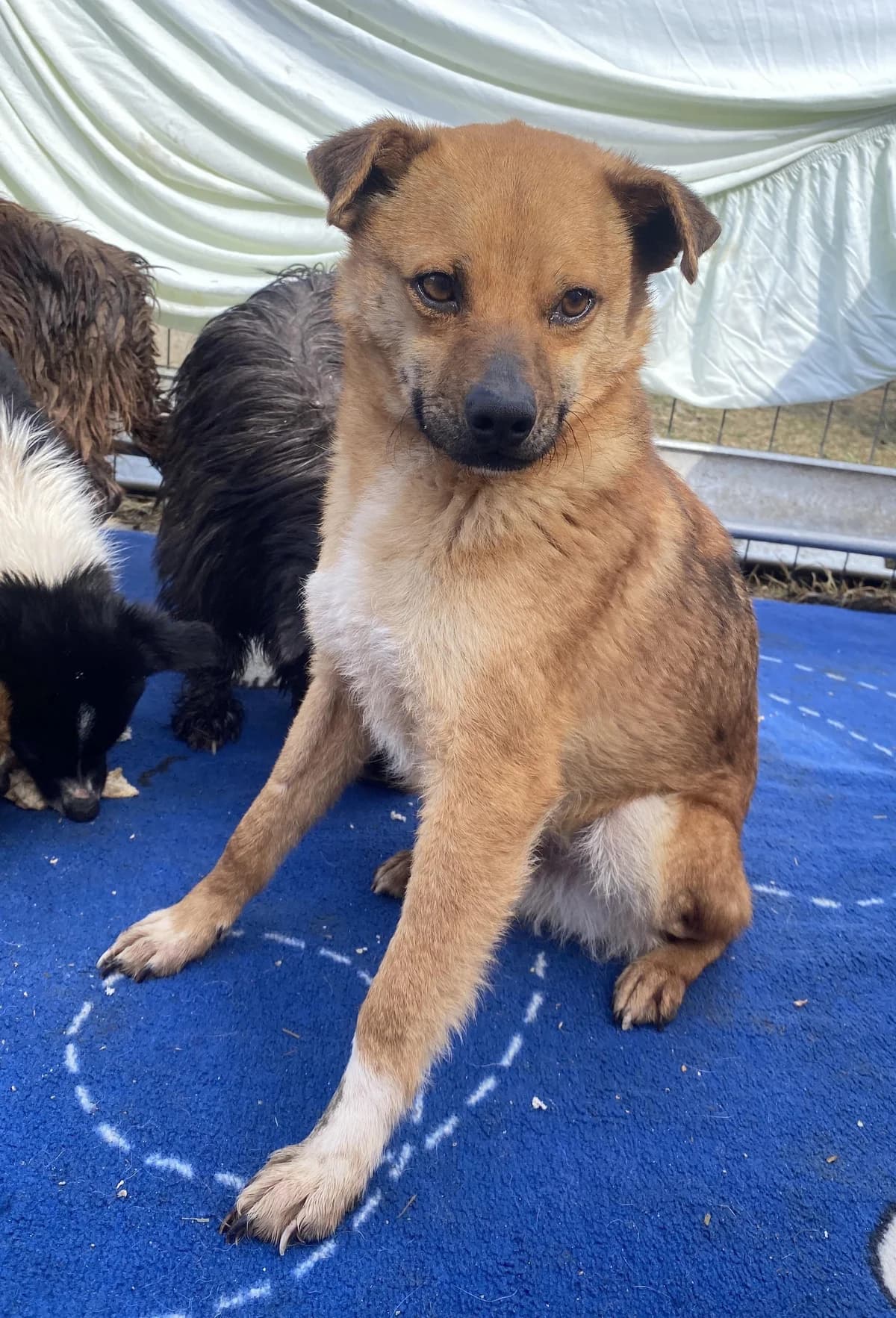 Magnus, male 3yo Mixed Breed for adoption at Step by Paw e.V.