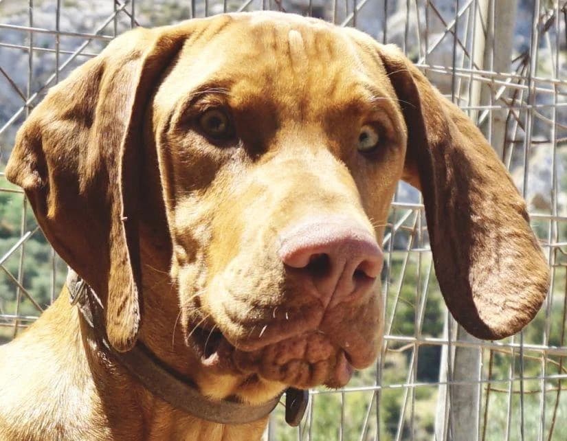 Kafe, male puppy Vizsla for adoption at Step by Paw e.V.