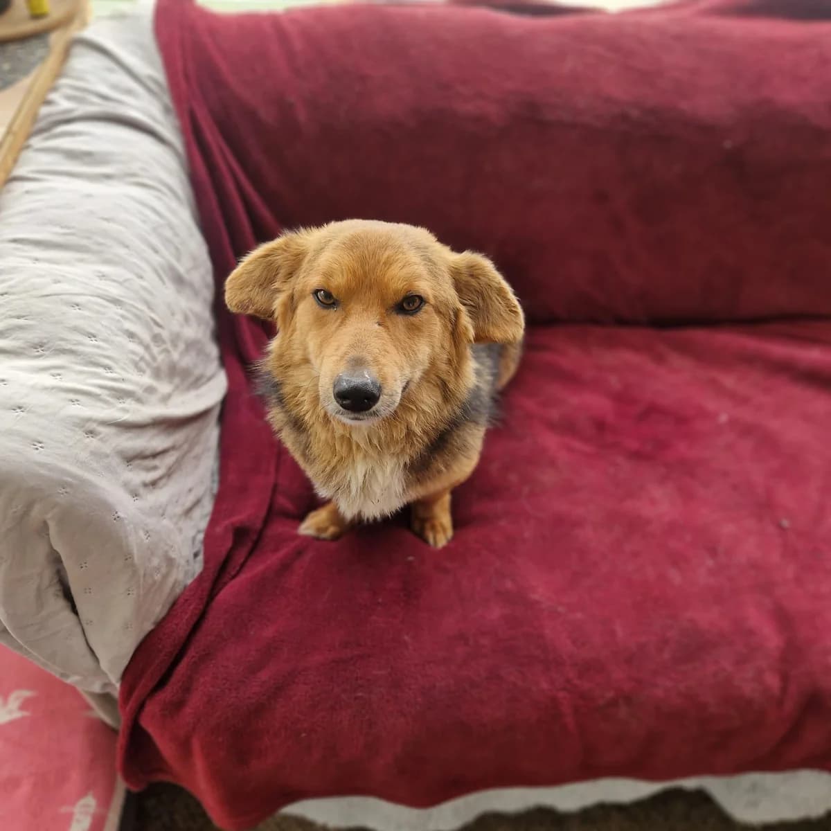 Mogli, male young Mixed Breed for adoption at Step by Paw e.V.