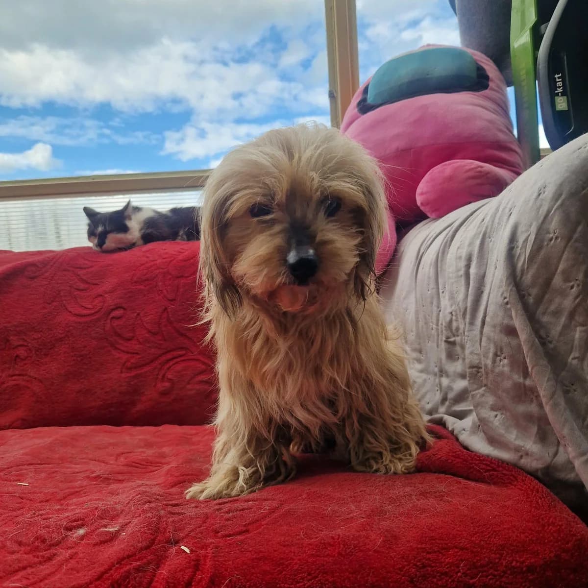 Ondra, female young Mixed Breed for adoption at Step by Paw e.V.