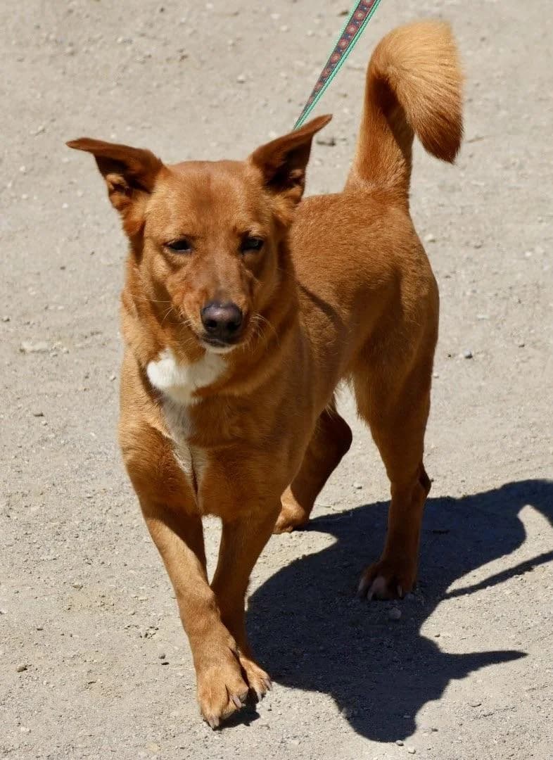 Nala, female 6yo Mixed Breed for adoption at Step by Paw e.V.