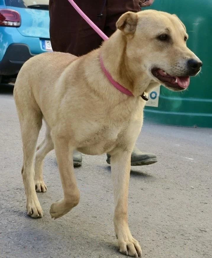 Marilo, female 5yo Mixed Breed for adoption at Step by Paw e.V.