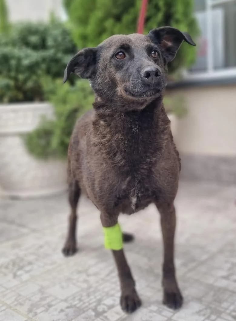 Lily, 4yo Mixed Breed for adoption at Step by Paw e.V.