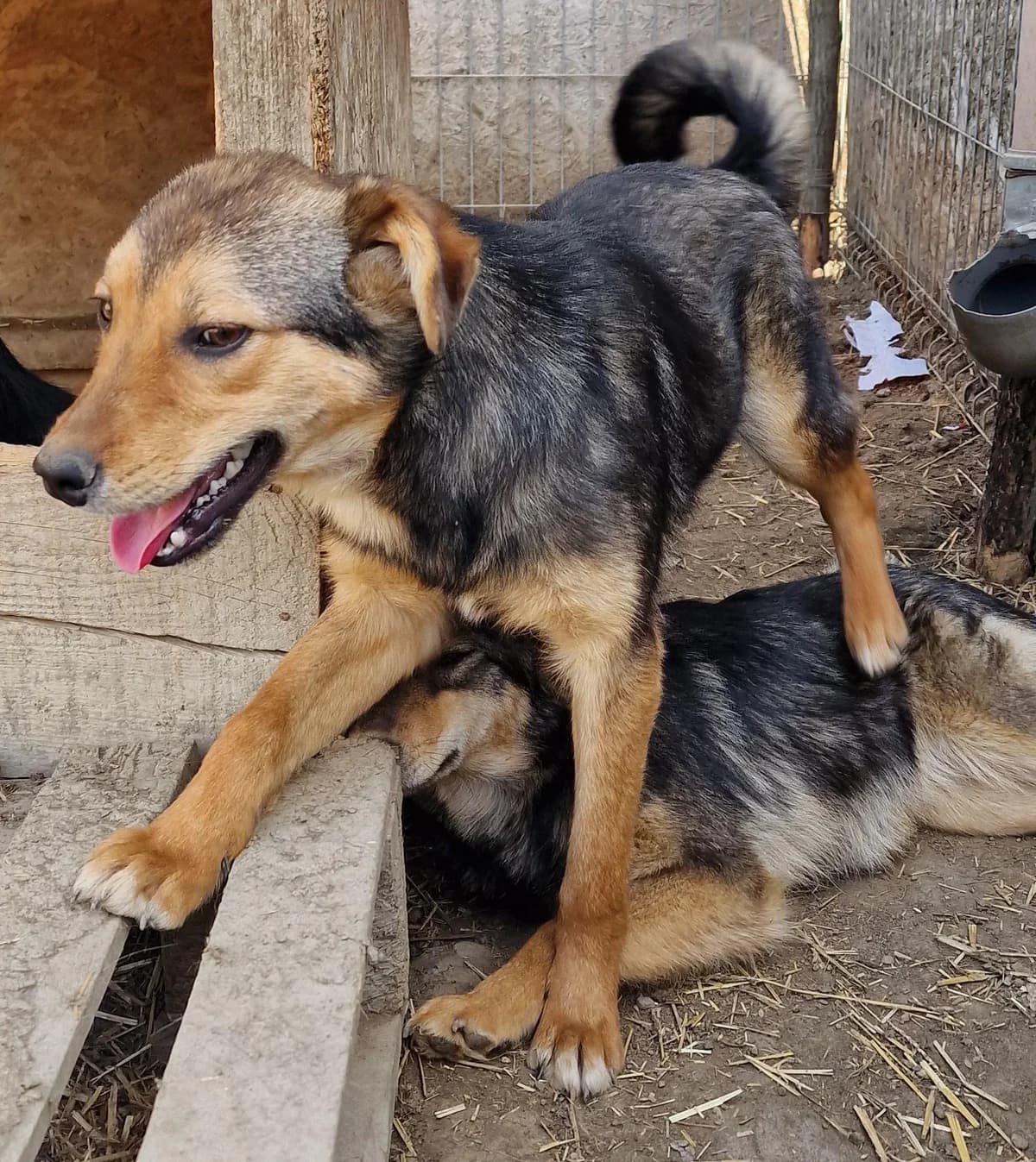Velux, male young Mixed Breed for adoption at Step by Paw e.V.