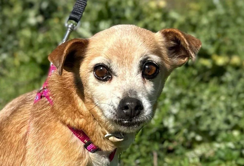 Yaya *Gnadenplatz gesucht*, weiß female senior Chihuahua for adoption at Step by Paw e.V.