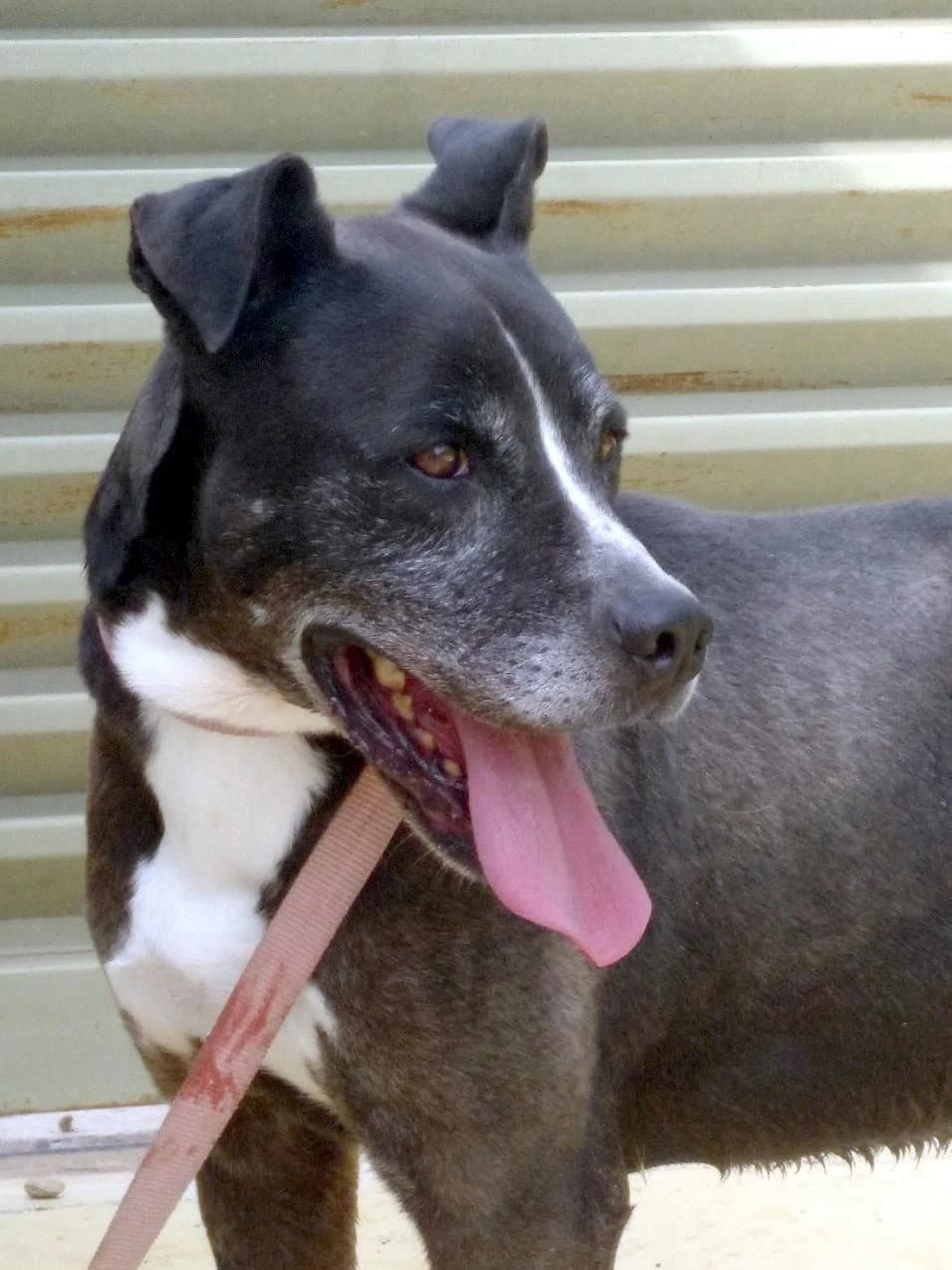 CRACK, male senior Staffordshire Bull Terrier for adoption at Step by Paw e.V.