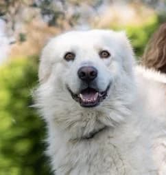 Rocco, male senior mixed breed for adoption at Step by Paw e.V.