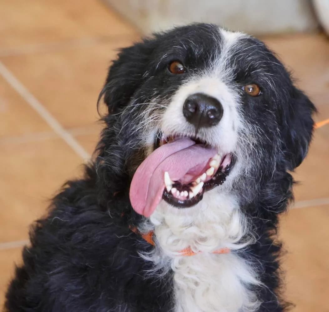 Didi, female 3yo Mixed Breed for adoption at Step by Paw e.V.