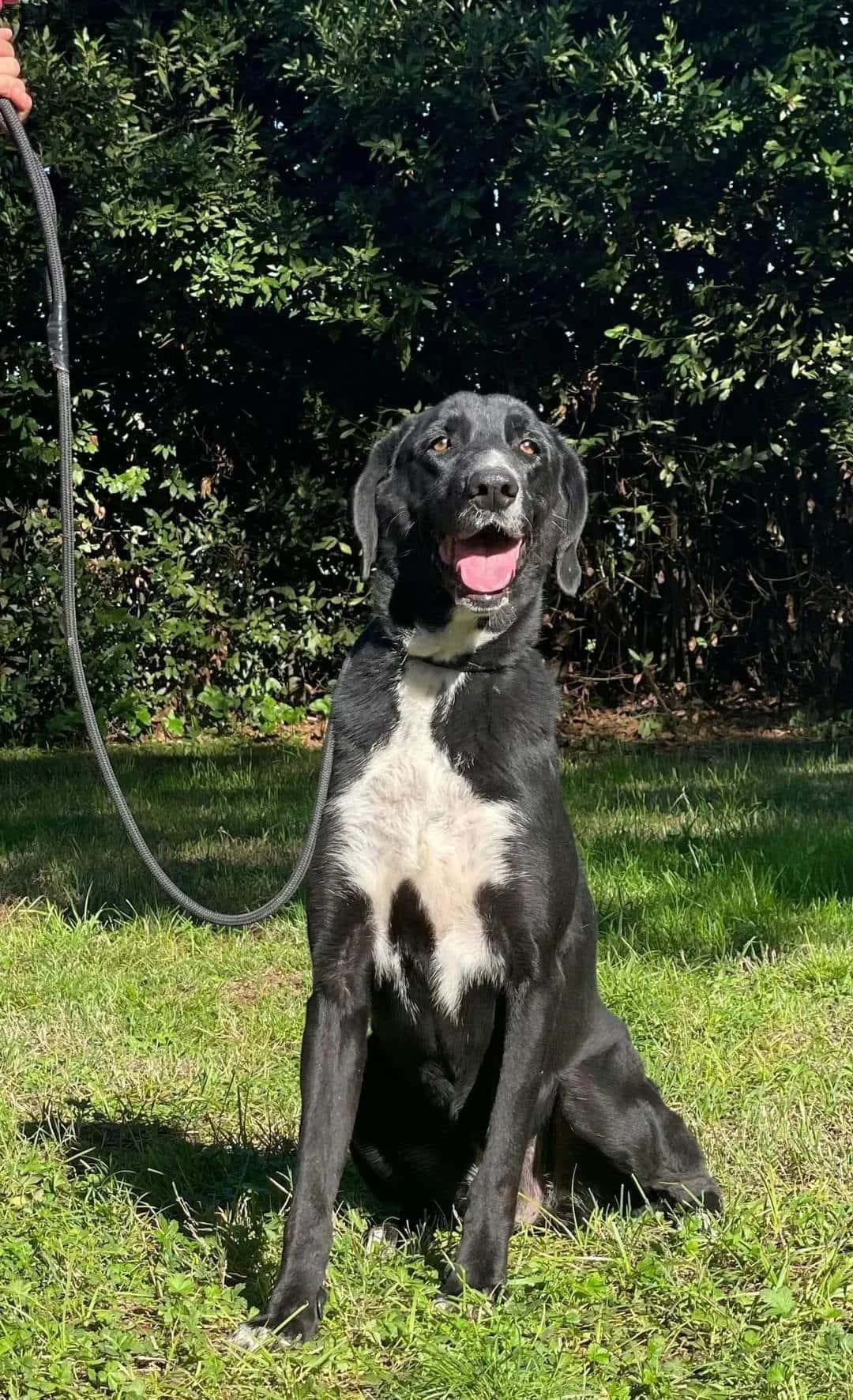 Dahlia🍀möchte endlich befreit werden, female senior Mixed Breed for adoption at Step by Paw e.V.