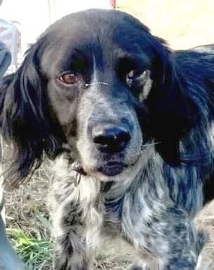 L É O, male 6yo mixed breed for adoption at Step by Paw e.V.