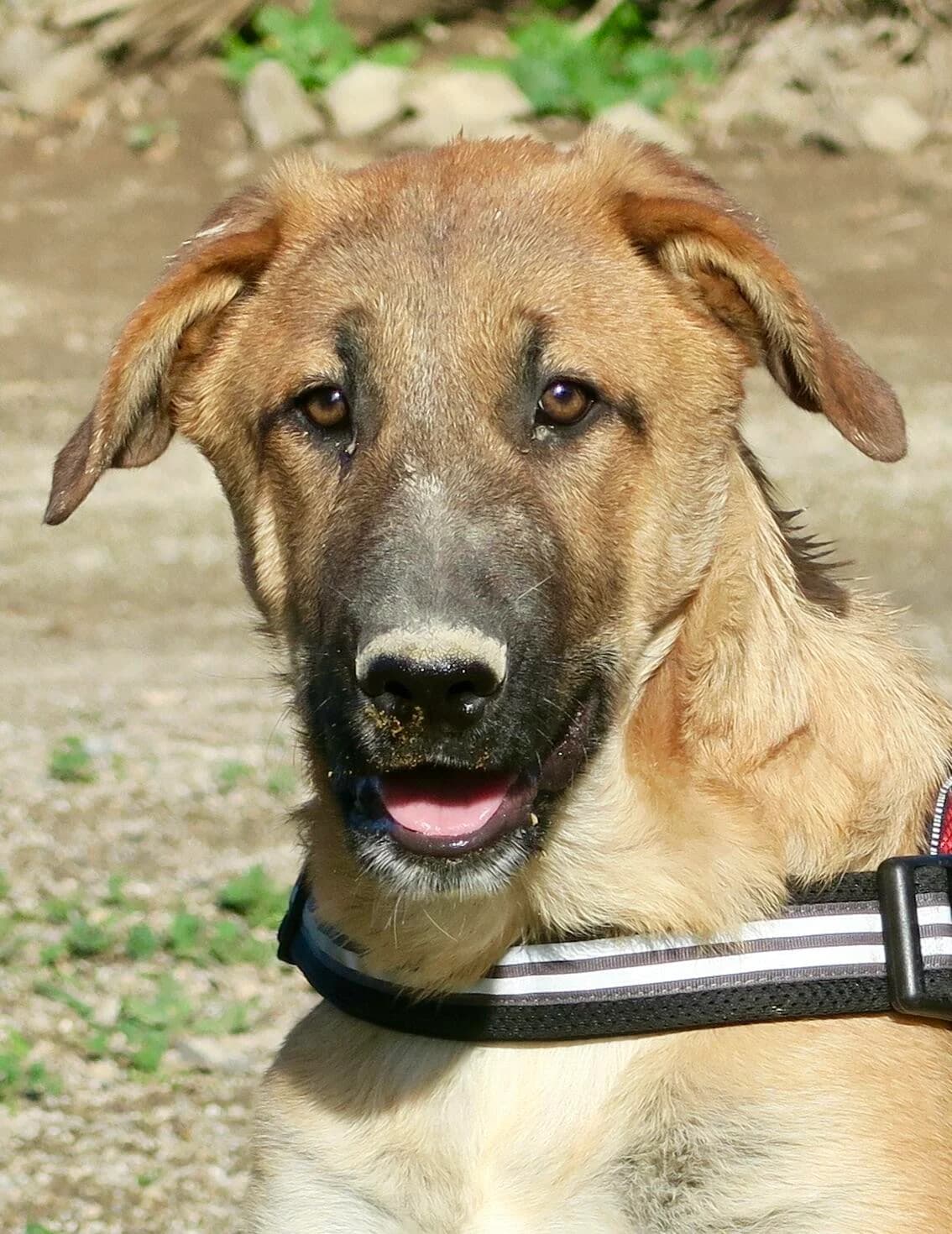Dionisio, male puppy Mixed Breed for adoption at Step by Paw e.V.