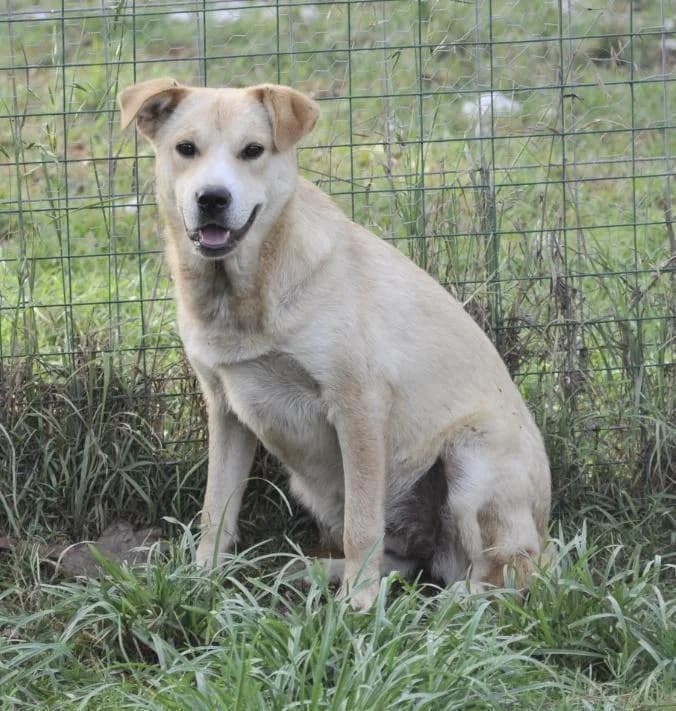 Chichita💚wer verliebt sich in sie, gold female 5yo Shar Pei for adoption at Step by Paw e.V.