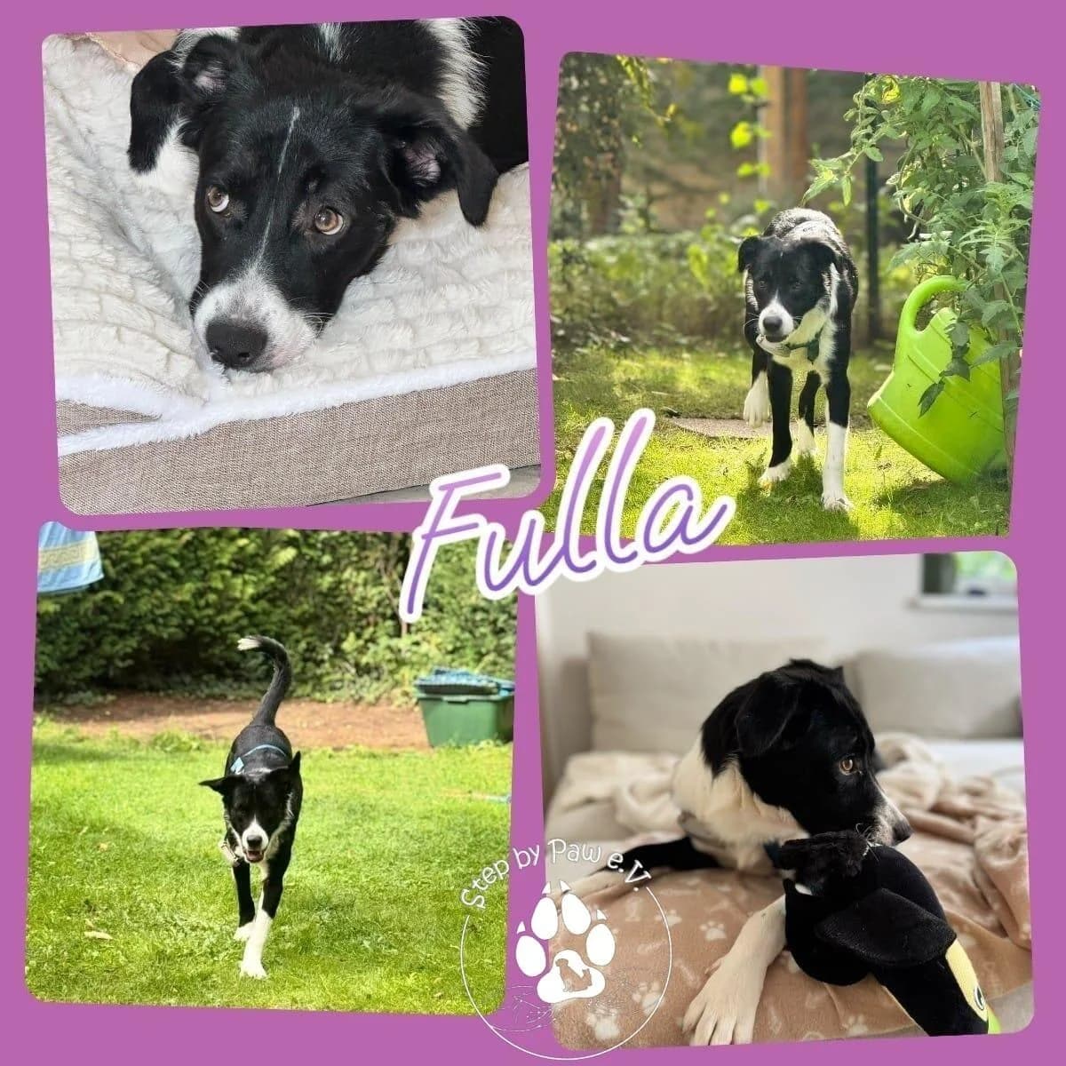 Fulla wünscht sich, female puppy Mixed Breed for adoption at Step by Paw e.V.