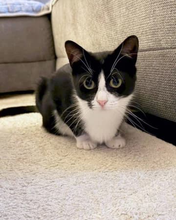 Bubi und Madame, male 5yo European Shorthair for adoption at Straßenkatzen Köln e.V., Köln