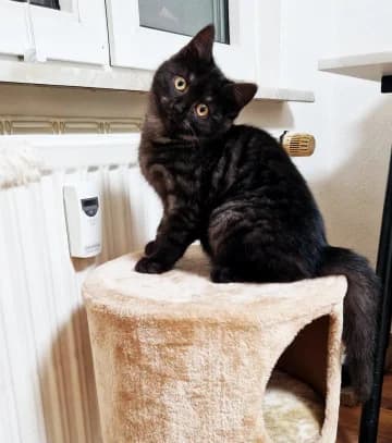 Mr. Cheeks und, male European Shorthair for adoption at Straßenkatzen Köln e.V., Köln