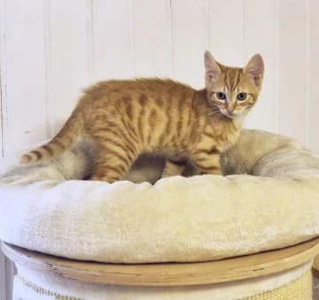 Sieben auf einen Streich, male puppy European Shorthair for adoption at Straßenkatzen Köln e.V., Köln