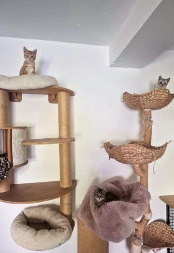 Rübe, Gürkchen und Möhrchen, male European Shorthair for adoption at Straßenkatzen Köln e.V., Köln