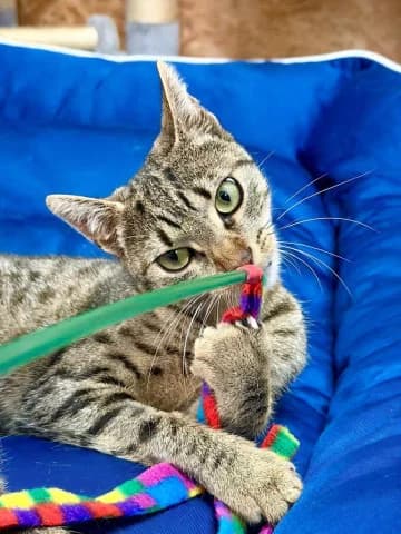 Flummy, female European Shorthair for adoption at Straßenkatzen Köln e.V., Köln