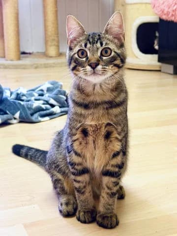 Mütze, male European Shorthair for adoption at Straßenkatzen Köln e.V., Köln