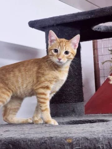 Jumba und Stich, male European Shorthair for adoption at Straßenkatzen Köln e.V., Köln