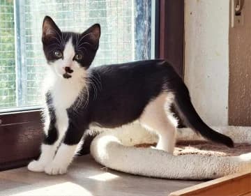 Ronja und Rübe, male European Shorthair for adoption at Straßenkatzen Köln e.V., Köln