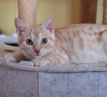 Samantha, female European Shorthair for adoption at Straßenkatzen Köln e.V., Köln