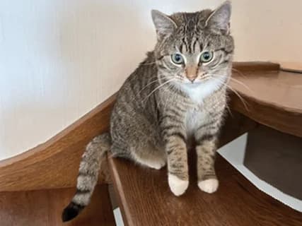 Carlo, Mixed Breed for adoption at Strassenkatzen Rhein-Erftkreis e.V., Köln
