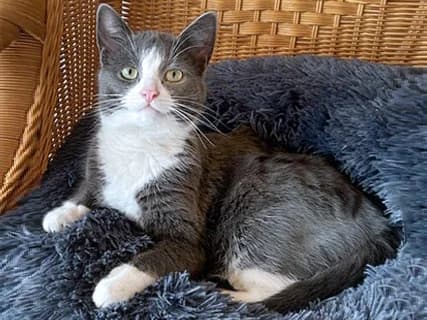Carlo, Mixed Breed for adoption at Strassenkatzen Rhein-Erftkreis e.V., Köln