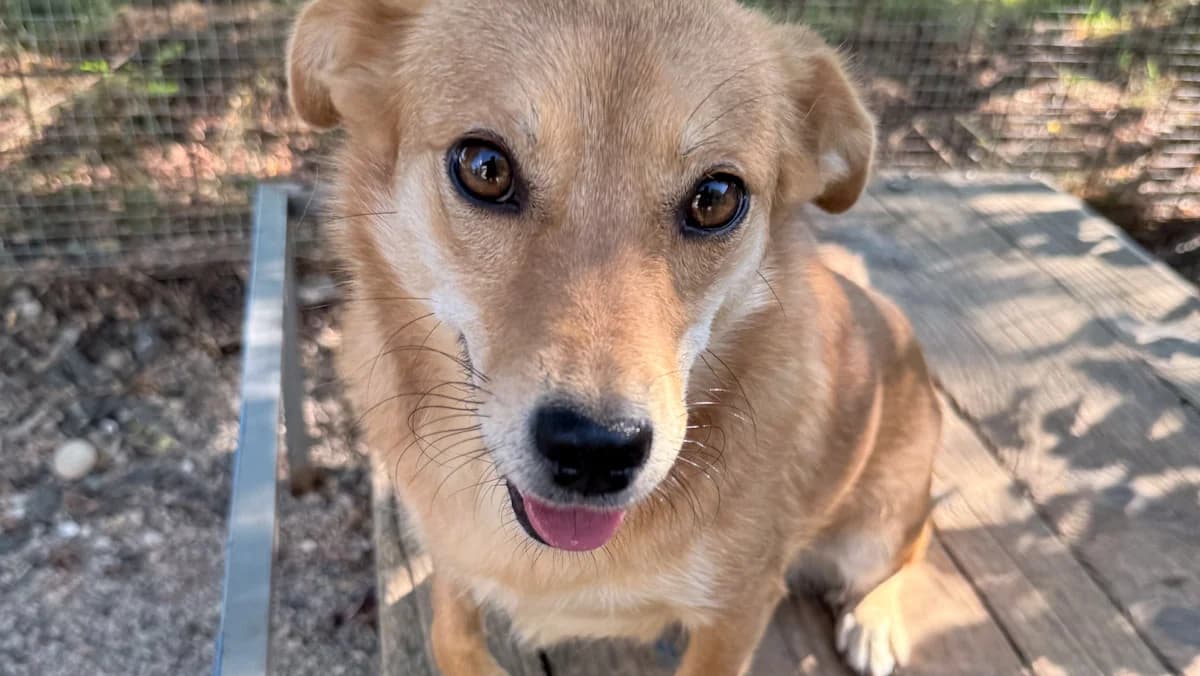 Sena, female 4yo Mixed Breed for adoption at Stray Dogs Bosnien e.V., Schwabach