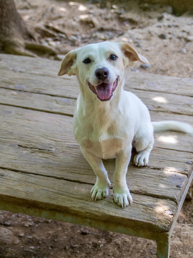 Skipper, male young Mixed Breed for adoption at Stray Dogs Bosnien e.V., Schwabach