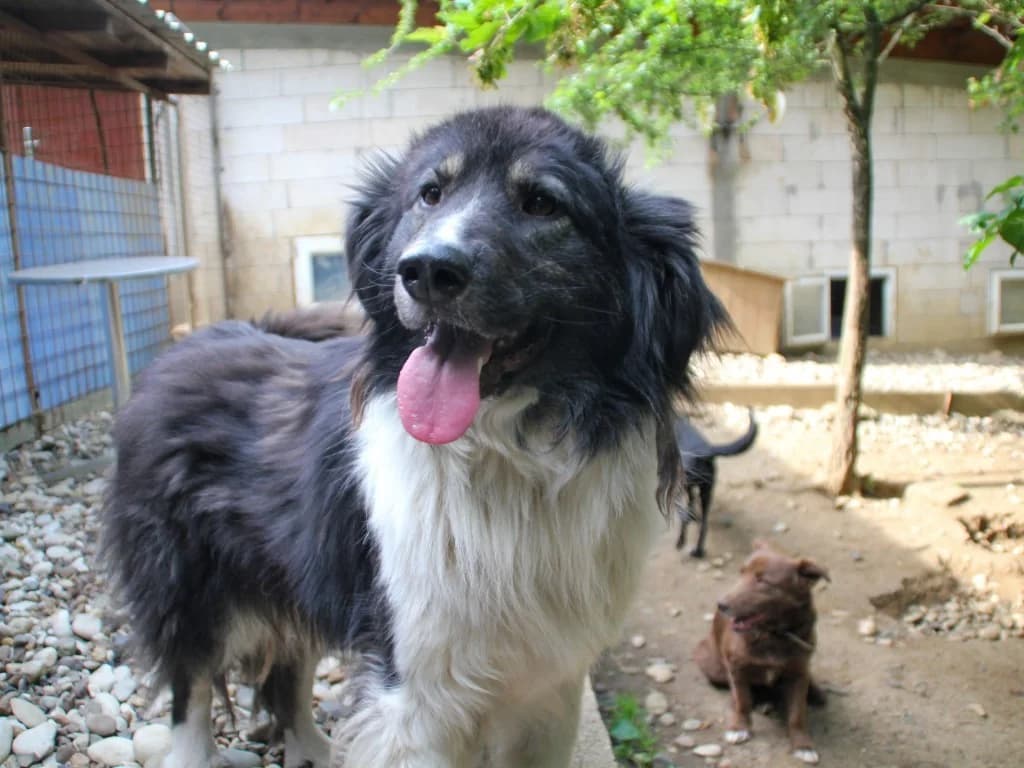 Iggy, male 6yo Mixed Breed for adoption at Stray Dogs Bosnien e.V., Schwabach