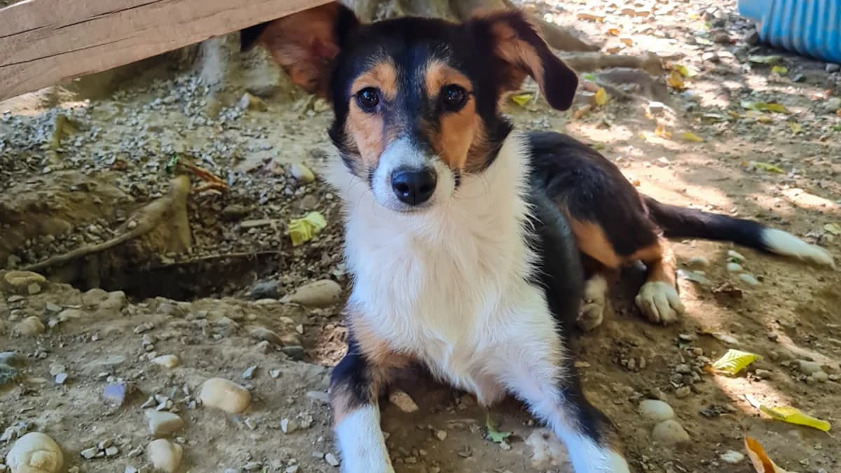 Anna, female puppy Mixed Breed for adoption at Stray Dogs Bosnien e.V., Schwabach
